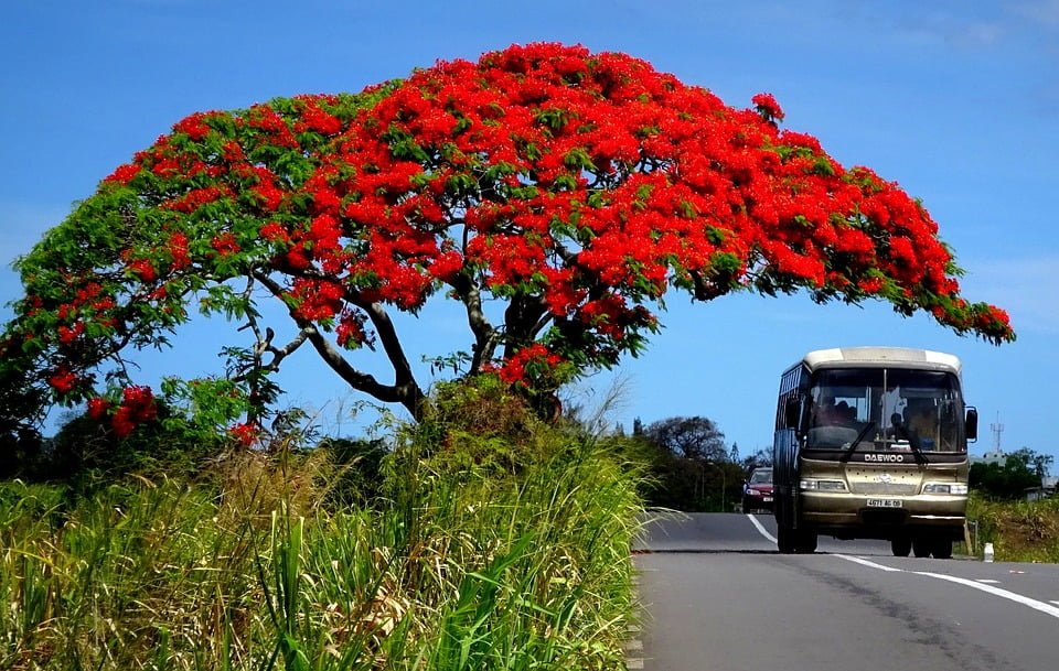 Quel arbre à la floraison rouge et abondante fleurit pour les fêtes de fin d’année sur l’île de la Réunion ? 