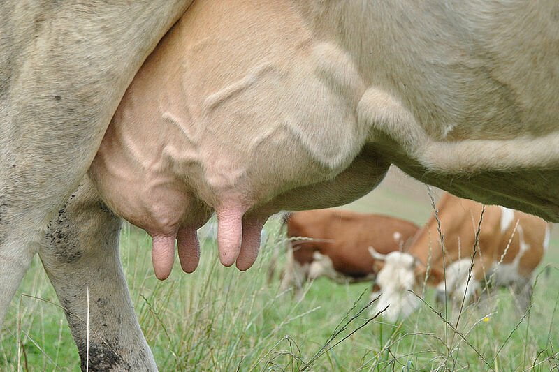 Combien de pis une vache possède-t-elle ? 