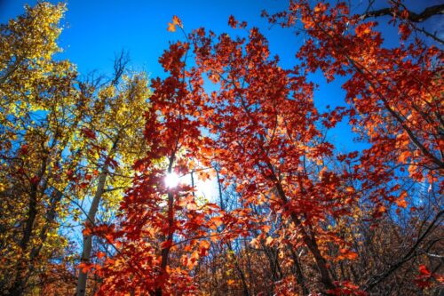 Quel nom désigne précisément la période ensoleillée et radoucie, qui survient après les premières gelées d’automne en France ? 