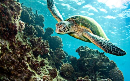 Depuis combien d’années les tortues marines peuplent-elles les océans ? 