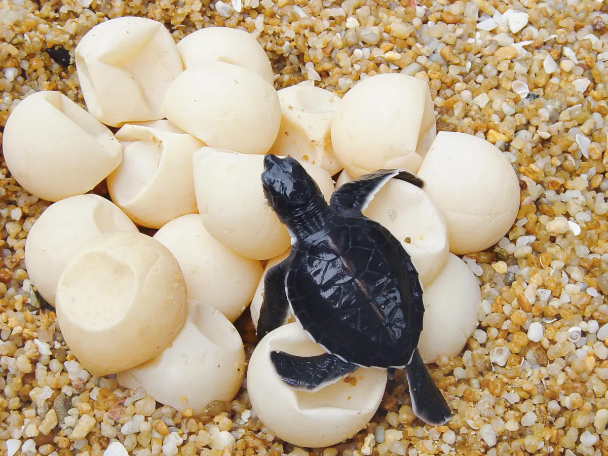 Combien de temps faut-il à un œuf de tortue marine pour éclore ? oeufs de tortue