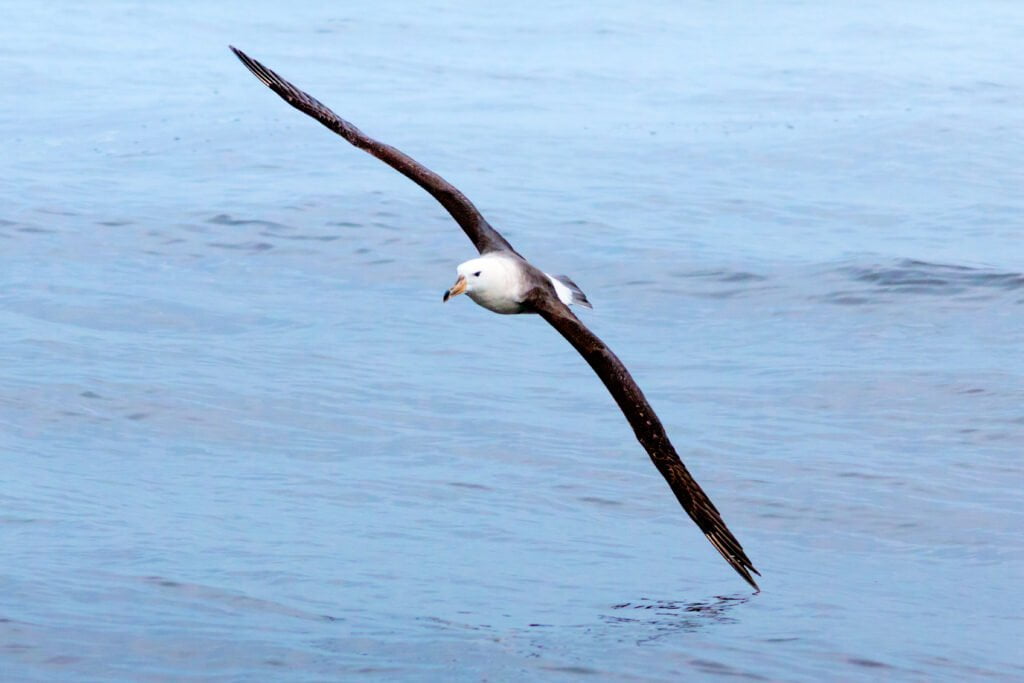Quel oiseau a la plus grande envergure au monde ? 