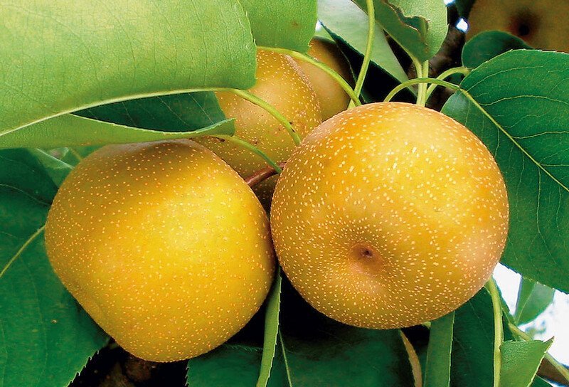 Quel fruit originaire du Japon a l’aspect d’une pomme avec un goût de poire ? Pomme au gout de poire