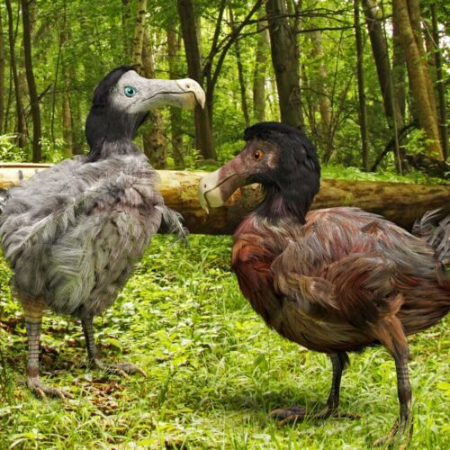 De quelle île le dodo était-il endémique ? 