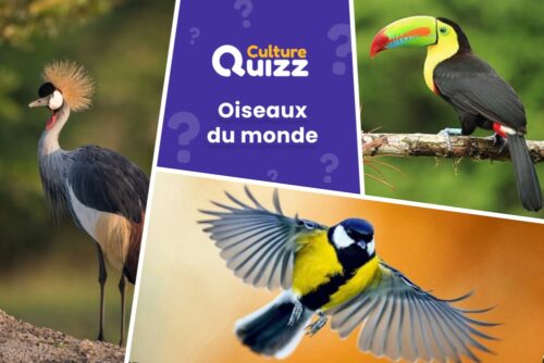 Quiz dédié aux oiseaux - question animaux