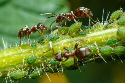Les fourmis élèvent des pucerons pour les manger. Vrai ou faux ? 