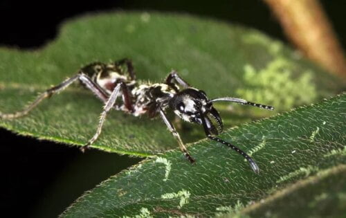 À quel degré de douleur peut-on évaluer la morsure de la fourmi d’Amazonie, la paraponera ? 