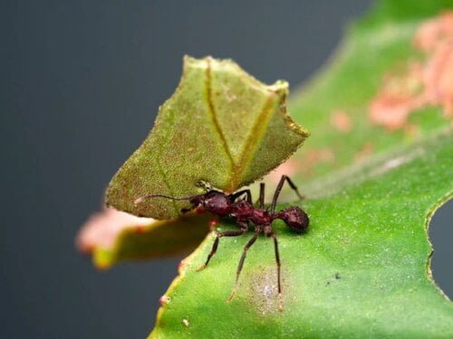 Sous quel autre nom sont connues les fourmis coupe-feuille ? 
