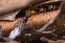 Les fourmis volantes sont une espèce de fourmis à part entière. Vrai ou faux ? 