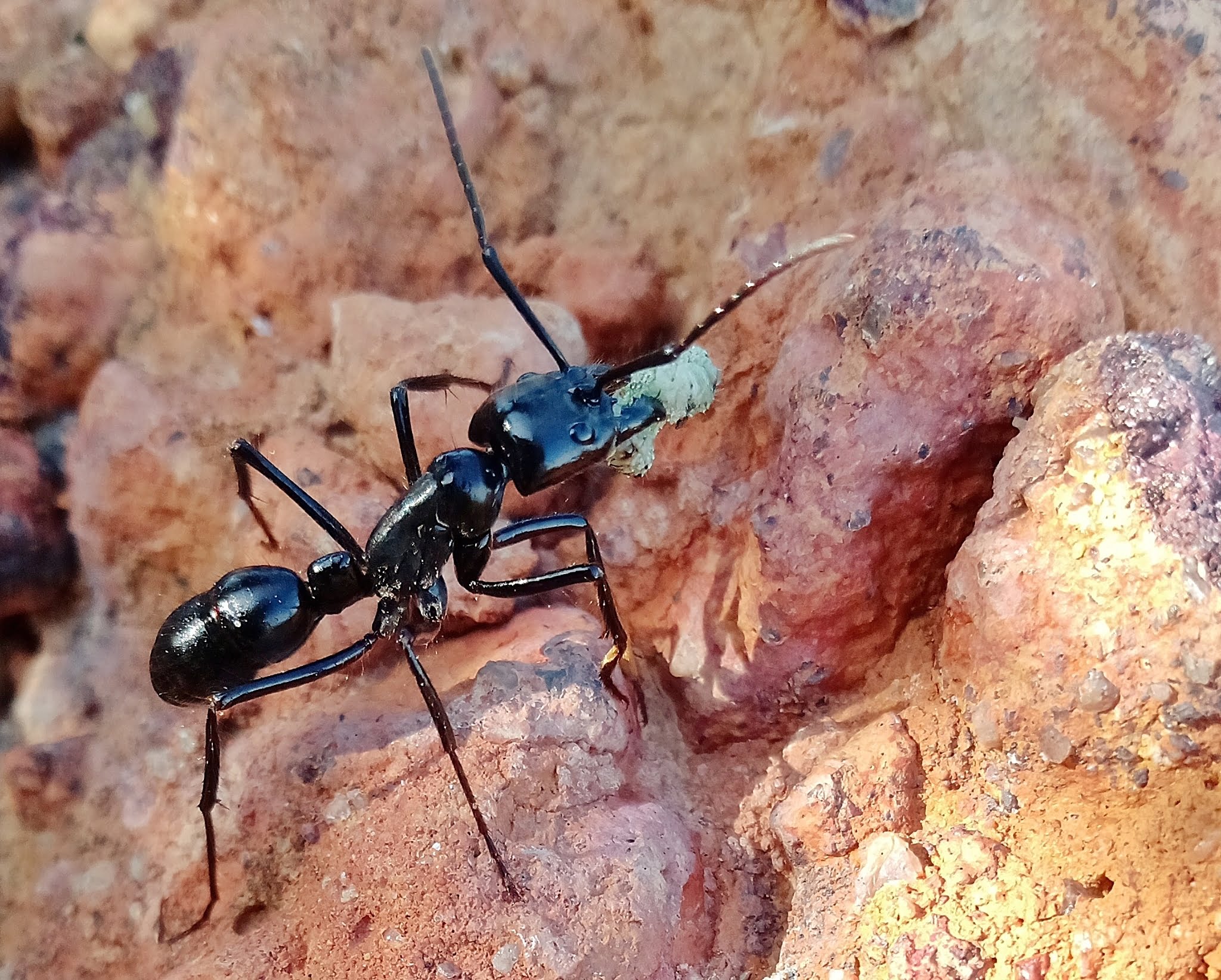 Sachant qu’une fourmi classique fait moins de 1 cm, quelle est la taille de la plus grande fourmi du monde ? 