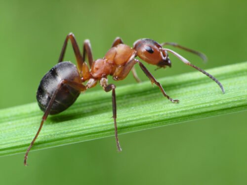 Comment se défendent les fourmis rousses des bois ? 