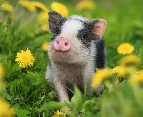 Les cochons ont généralement la queue en tire-bouchon. Vrai ou faux ? 