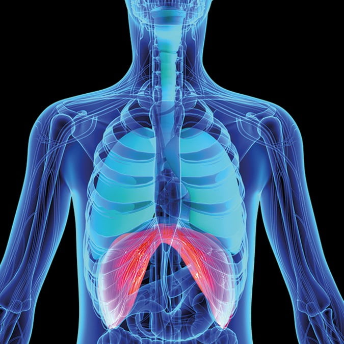 Où se situe le diaphragme dans le corps humain ? 