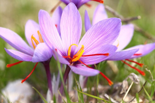 Quelle épice extrait-on des fleurs de crocus ? 
