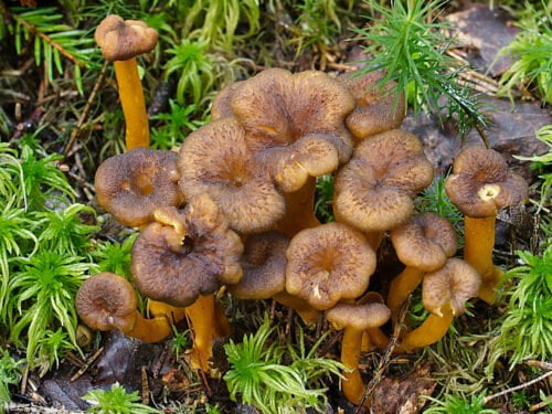 Quel est ce champignon que l’on peut déguster en automne et en hiver ? 