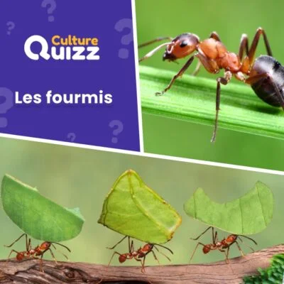 Quiz sur les fourmis, insecte - animaux