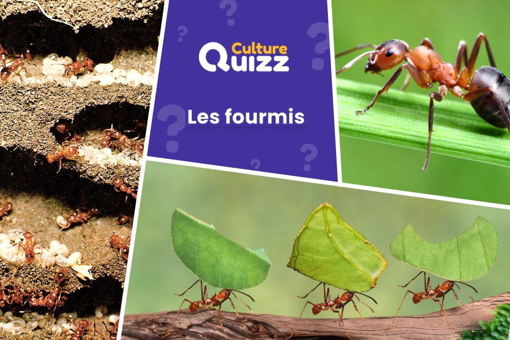 Quiz les Fourmis - Quiz sur les fourmis, insecte - animaux
