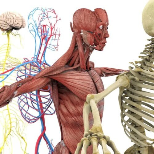 Quel organe du corps humain sert de pompe pour faire circuler le sang ? 