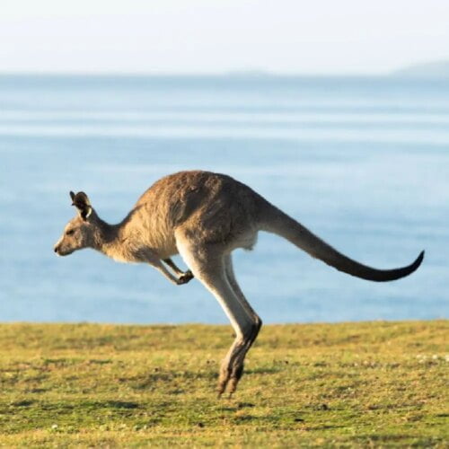 Quelle est la langue officielle de l’Australie ? 
