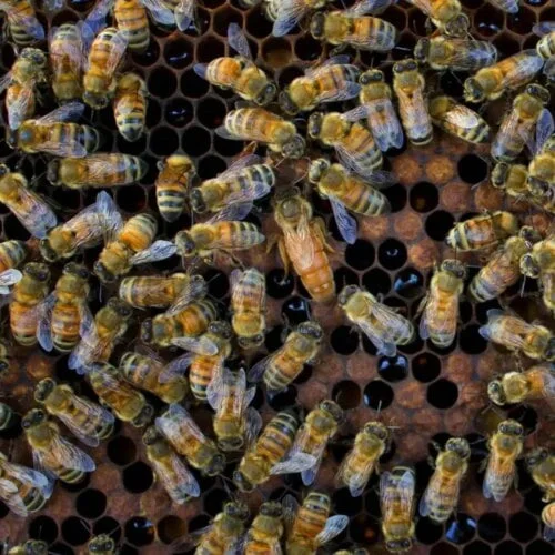 Quel est le nom donné à un grand groupe d’abeilles ? 