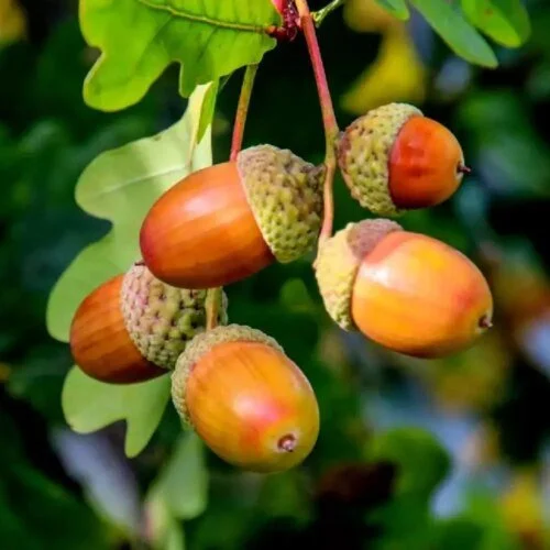 De quel arbre le gland est-il le fruit ? 