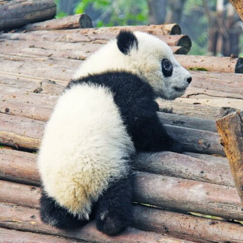 Quel est l’aliment préféré des pandas ? 
