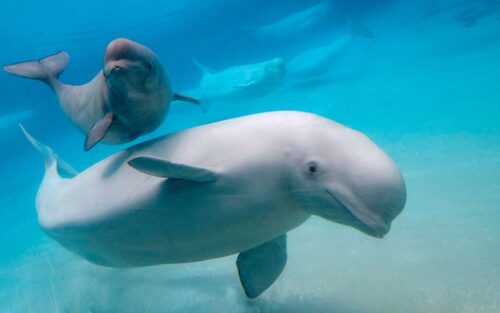 Quel est le nom de cet animal aquatique ? 