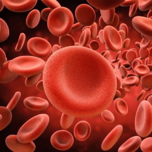 Quel est le nom scientifique donné aux globules rouges ? 
