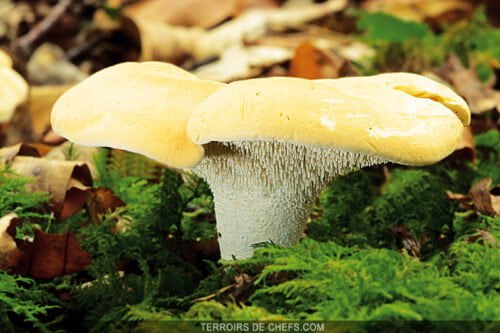 Quel est ce champignon facilement reconnaissable aux aiguillons qu’il porte sous son chapeau ? 