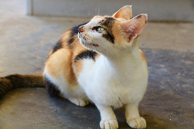 Quelle est la particularité des chats avec un pelage à 3 couleurs ? 