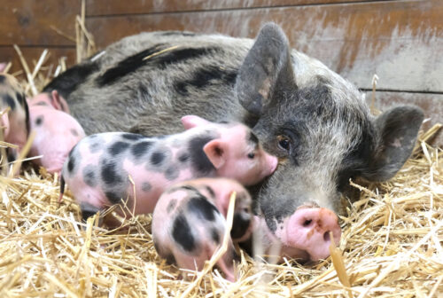 Combien de temps dure en moyenne la gestation chez les cochons ? 