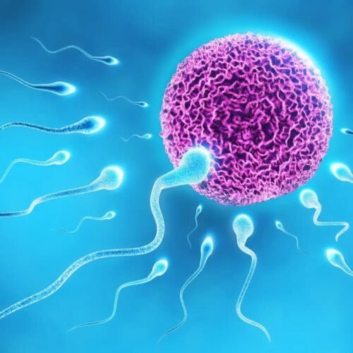 À quel âge les hommes ne produisent-ils plus de spermatozoïdes ? 