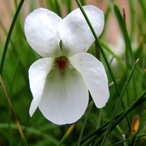 D'après sa forme, quel est le type de fleur sur cette photo ? 
