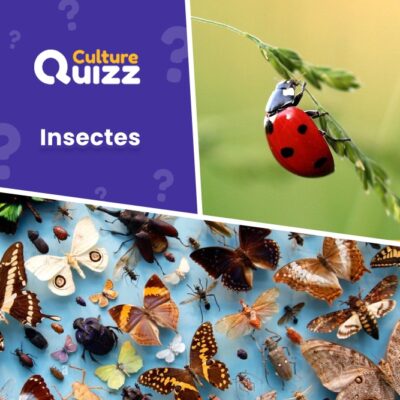 Quiz dédiés aux insectes : fourmis, coccinelles, scarabées, mouches...