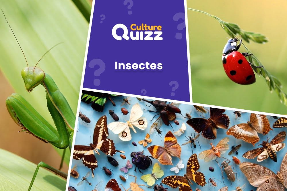 Quiz spécial Insectes - Quiz dédiés aux insectes : fourmis, coccinelles, scarabées, mouches...