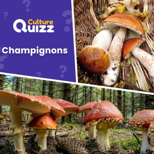 Questions sur les champignons - Quiz