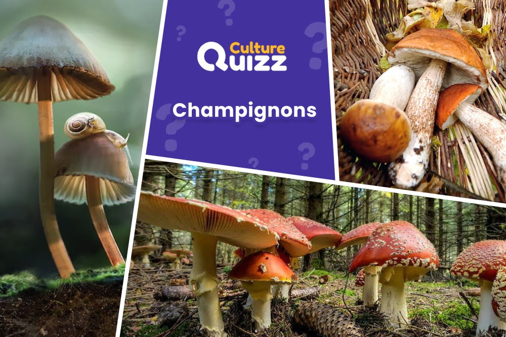 Quiz spécial Champignons - Questions sur les champignons - Quiz