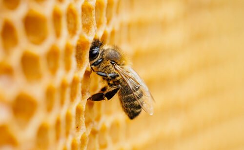 Pour protéger la colonie et la ruche, l'abeille perd la vie en piquant. Vrai ou faux ? 