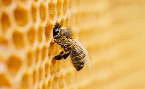 Combien de fleurs les abeilles doivent-elles butiner pour produire 1 kg de miel ? 