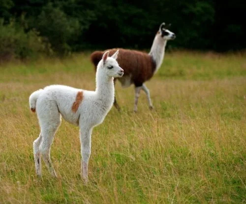 Comment s’appelle le bébé du lama ? 