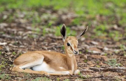 Quel est le nom du bébé antilope ? 