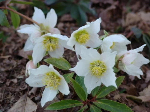 Quel est l’autre nom de la fleur hivernale nommée l’hellébore ? 