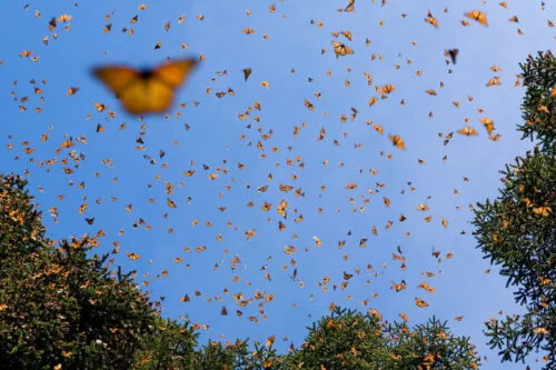 Combien de kilomètres parcourt le papillon Monarque chaque automne pour effectuer l'une des plus longues migrations d'insectes au monde ? 