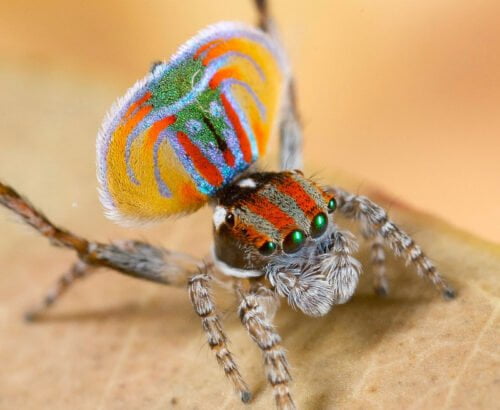Comment s’appelle cette araignée ? 