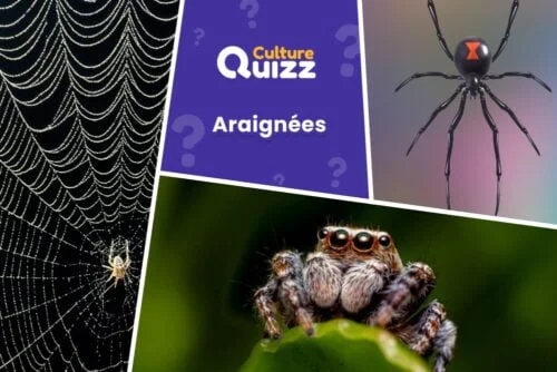 Quiz sur les araignées - animaux