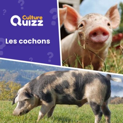 Quiz sur les cochons : animaux de la ferme - Répondez aux questions de ce quiz