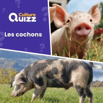 Quiz sur les cochons : animaux de la ferme - Répondez aux questions de ce quiz
