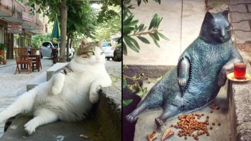 Dans quel pays pouvez-vous voir cette statue d’un chat accoudé sur un trottoir ? Statue chat