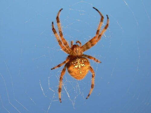 Quel est l’autre nom de l'araignée nommée l’épeire diadème ? 