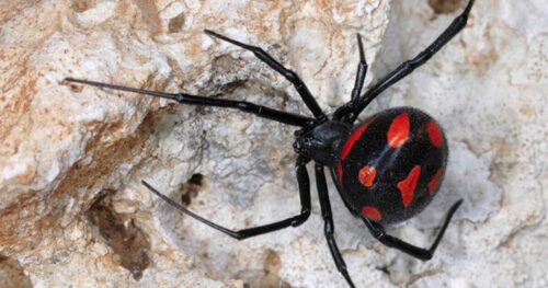 Les araignées veuves noires sont cannibales et dévorent systématiquement les mâles après l’accouplement ? 
